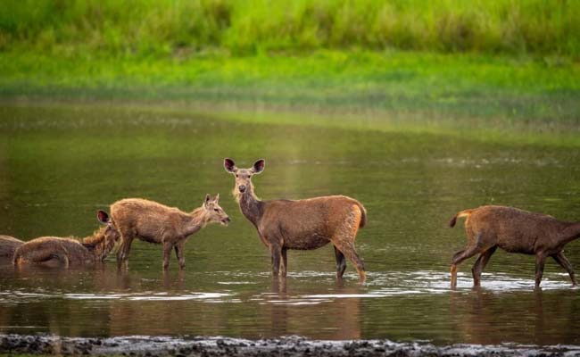 India Wildlife and Culture Tour